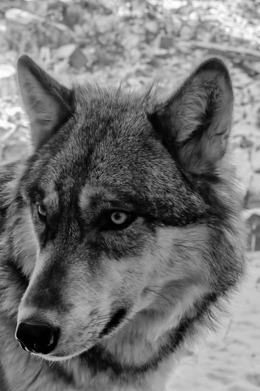 Bolt - A Timber Wolf