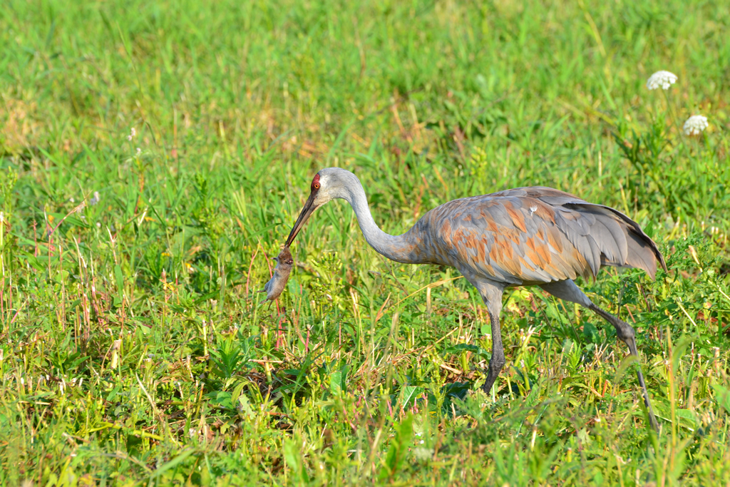 A Sandhill with his mouse lunch